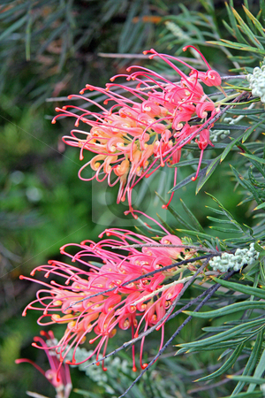 To use this stock image in your creative project, please select the size you need over to the right and click the "Add to Cart" button.
Your downloaded image will come with the Cutcaster watermark removed so don’t worry about the watermark you see on this page. Gevillea 'Ned Kelly' stock photo, The native Australian shrub Grevillea 'Ned Kelly' with two mature flowering blooms. by Adam Goss