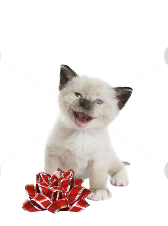 To use this stock image in your creative project, please select the size you need over to the right and click the "Add to Cart" button.
Your downloaded image will come with the Cutcaster watermark removed so don’t worry about the watermark you see on this page. Singing a Christmas Song stock photo, A little Siamese Snowshoe Lynx-point kitten singing a Christmas song. Shot against white background. by Brenda Carson