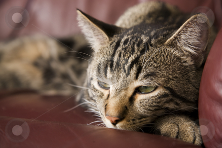 To use this stock image in your creative project, please select the size you need over to the right and click the "Add to Cart" button.
Your downloaded image will come with the Cutcaster watermark removed so don’t worry about the watermark you see on this page. Lazy Cat stock photo, A lazy, tabby cat half asleep on a burgundy leather chair. Shallow DOF. by Brenda Carson