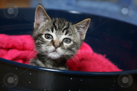 To use this stock image in your creative project, please select the size you need over to the right and click the "Add to Cart" button.
Your downloaded image will come with the Cutcaster watermark removed so don’t worry about the watermark you see on this page. Curiosity stock photo, A curious little tabby kitten wondering what I have. by Brenda Carson