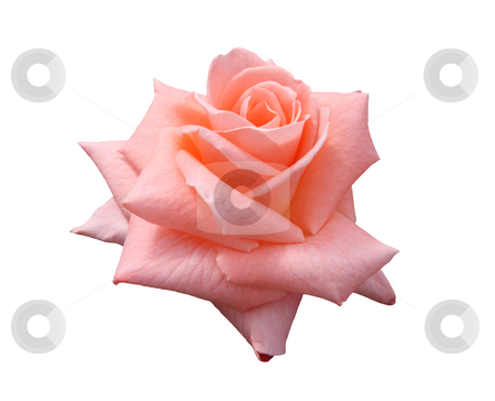 To use this stock image in your creative project, please select the size you need over to the right and click the "Add to Cart" button.
Your downloaded image will come with the Cutcaster watermark removed so don’t worry about the watermark you see on this page. Lady Di Grandiflora Rose stock photo, Beautiful pink, isolated, Lady Di grandiflora hybrid rose blossom. by Brenda Carson