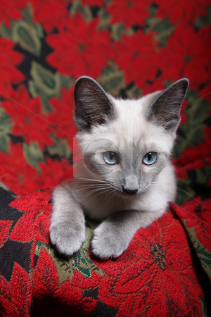 To use this stock image in your creative project, please select the size you need over to the right and click the "Add to Cart" button.
Your downloaded image will come with the Cutcaster watermark removed so don’t worry about the watermark you see on this page. Christmas Kitten stock photo, Small, lilac point siamese kitten on red poinsettia tapestry chair. by Brenda Carson