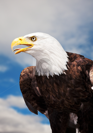 To use this stock image in your creative project, please select the size you need over to the right and click the "Add to Cart" button.
Your downloaded image will come with the Cutcaster watermark removed so don’t worry about the watermark you see on this page. Bald Eagle stock photo, A Bald Eagle against a cloudy sky. by Brenda Carson