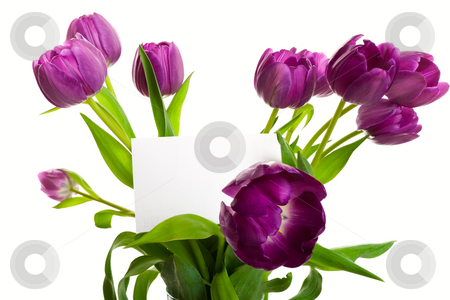 To use this stock image in your creative project, please select the size you need over to the right and click the "Add to Cart" button.
Your downloaded image will come with the Cutcaster watermark removed so don’t worry about the watermark you see on this page. Bouquet With Card stock photo, A bouquet of purple tulips with blank card. Shot on white background. by Brenda Carson