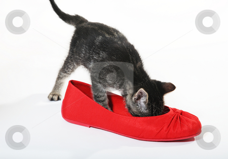 To use this stock image in your creative project, please select the size you need over to the right and click the "Add to Cart" button.
Your downloaded image will come with the Cutcaster watermark removed so don’t worry about the watermark you see on this page. Snoop in Slipper stock photo, A curious, tabby kitten checks out a red shoe. by Brenda Carson