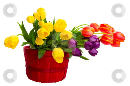 To use this stock image in your creative project, please select the size you need over to the right and click the "Add to Cart" button.
Your downloaded image will come with the Cutcaster watermark removed so don’t worry about the watermark you see on this page. Colorful Cut Tulips stock photo, A variety of freshly cut tulips in a bright, red basket. Shot on white background. by Brenda Carson