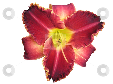 To use this stock image in your creative project, please select the size you need over to the right and click the "Add to Cart" button.
Your downloaded image will come with the Cutcaster watermark removed so don’t worry about the watermark you see on this page. Startle Daylily stock photo, Rare hybrid daylily: Startle. Hybridized by Belden in 1998, this tetraploid grows to 26