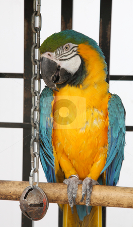 To use this stock image in your creative project, please select the size you need over to the right and click the "Add to Cart" button.
Your downloaded image will come with the Cutcaster watermark removed so don’t worry about the watermark you see on this page. Scruffy Macaw stock photo, A slightly scruffy, blue & yellow macaw in captivity. by Brenda Carson