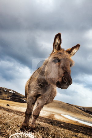 To use this stock image in your creative project, please select the size you need over to the right and click the "Add to Cart" button.
Your downloaded image will come with the Cutcaster watermark removed so don’t worry about the watermark you see on this page. Curious Little Donkey stock photo, A curious, miniature donkey in a winter pasture. by Brenda Carson