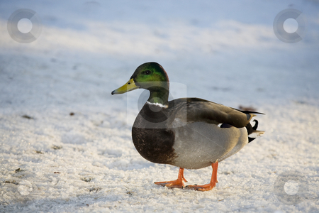 To use this stock image in your creative project, please select the size you need over to the right and click the "Add to Cart" button.
Your downloaded image will come with the Cutcaster watermark removed so don’t worry about the watermark you see on this page. Winter Duck stock photo, A Mallard duck on a winter day. by Brenda Carson