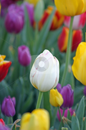 To use this stock image in your creative project, please select the size you need over to the right and click the "Add to Cart" button.
Your downloaded image will come with the Cutcaster watermark removed so don’t worry about the watermark you see on this page. White surrounded by color stock photo, A single white tulip surrounded by a multitude of different colored tulips. by Adam Goss