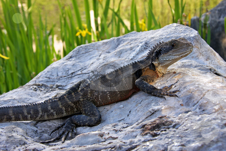To use this stock image in your creative project, please select the size you need over to the right and click the "Add to Cart" button.
Your downloaded image will come with the Cutcaster watermark removed so don’t worry about the watermark you see on this page. Dragon on a rock. stock photo, A mature Australian Bearded Dragon LIzard surveys his immediate surrounds whilst sprawled out on a large rock. by Adam Goss