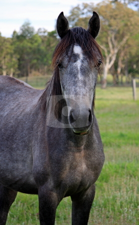 To use this stock image in your creative project, please select the size you need over to the right and click the "Add to Cart" button.
Your downloaded image will come with the Cutcaster watermark removed so don’t worry about the watermark you see on this page. Charcoal Filly stock photo, A curious charcoal colored filly by Adam Goss