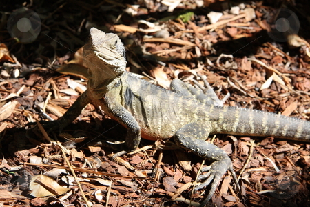To use this stock image in your creative project, please select the size you need over to the right and click the "Add to Cart" button.
Your downloaded image will come with the Cutcaster watermark removed so don’t worry about the watermark you see on this page. No Fear stock photo, A mature Australian Bearded Dragon Lizard standing fiercely in a sunny spot of his garden patch, eyeballing the photographer. by Adam Goss