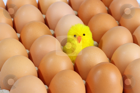 To use this stock image in your creative project, please select the size you need over to the right and click the "Add to Cart" button.
Your downloaded image will come with the Cutcaster watermark removed so don’t worry about the watermark you see on this page. Toy hen stock photo, Lot of brown eggs with toy hen on a tray by Birgit Reitz-Hofmann