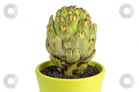 To use this stock image in your creative project, please select the size you need over to the right and click the "Add to Cart" button.
Your downloaded image will come with the Cutcaster watermark removed so don’t worry about the watermark you see on this page. Artichoke stock photo, Artichoke isolated on white background by Birgit Reitz-Hofmann