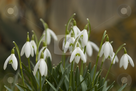 To use this stock image in your creative project, please select the size you need over to the right and click the "Add to Cart" button.
Your downloaded image will come with the Cutcaster watermark removed so don’t worry about the watermark you see on this page. Snowdrop stock photo, Little white snowdrop in Spring. Macro shot. by Birgit Reitz-Hofmann