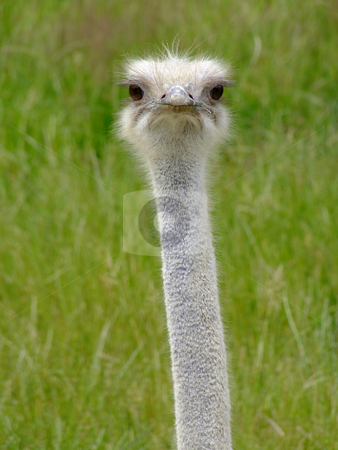 To use this stock image in your creative project, please select the size you need over to the right and click the "Add to Cart" button.
Your downloaded image will come with the Cutcaster watermark removed so don’t worry about the watermark you see on this page. Nandu stock photo, Ostrich Nandou (Rhea Americana), headshot with natural background by Birgit Reitz-Hofmann