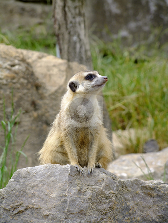 To use this stock image in your creative project, please select the size you need over to the right and click the "Add to Cart" button.
Your downloaded image will come with the Cutcaster watermark removed so don’t worry about the watermark you see on this page. Meerkat stock photo, Meerkat Watching
Scientific Classification: Suricata Suricatta by Birgit Reitz-Hofmann