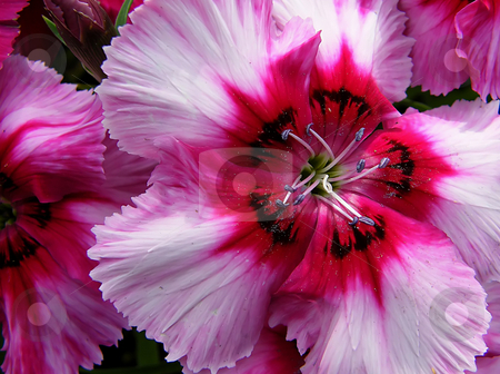 To use this stock image in your creative project, please select the size you need over to the right and click the "Add to Cart" button.
Your downloaded image will come with the Cutcaster watermark removed so don’t worry about the watermark you see on this page. Pink Petunia stock photo, Pink petunia - Macro by Dazz Lee Photography