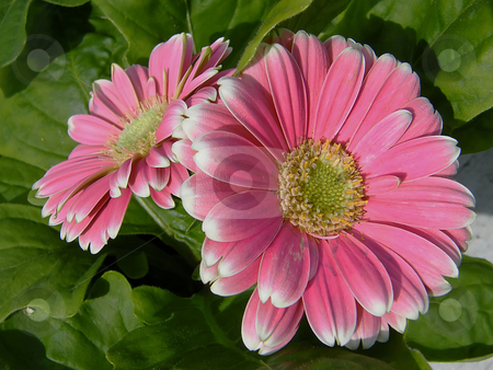 To use this stock image in your creative project, please select the size you need over to the right and click the "Add to Cart" button.
Your downloaded image will come with the Cutcaster watermark removed so don’t worry about the watermark you see on this page. Pink Gerber Daisies stock photo, Pink Gerber Daisies, also known as Gerbera daisies by Dazz Lee Photography
