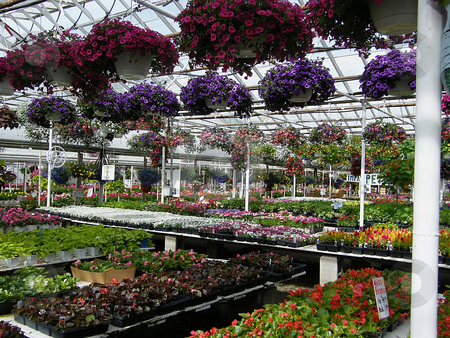 To use this stock image in your creative project, please select the size you need over to the right and click the "Add to Cart" button.
Your downloaded image will come with the Cutcaster watermark removed so don’t worry about the watermark you see on this page. Inside a Greenhouse stock photo, Inside a Greenhouse, Hundreds of beautiful blooming flowers and plants inside a green house. by Dazz Lee Photography