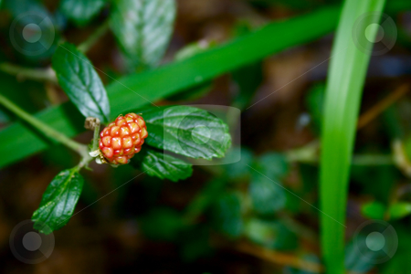To use this stock image in your creative project, please select the size you need over to the right and click the "Add to Cart" button.
Your downloaded image will come with the Cutcaster watermark removed so don’t worry about the watermark you see on this page. Blackberry stock photo, Single wild blackberry not yet ripe by Ira J Lyles Jr