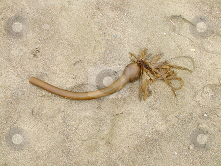 To use this stock image in your creative project, please select the size you need over to the right and click the "Add to Cart" button.
Your downloaded image will come with the Cutcaster watermark removed so don’t worry about the watermark you see on this page. Sea Kelp stock photo, by Michael Felix