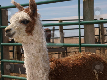 To use this stock image in your creative project, please select the size you need over to the right and click the "Add to Cart" button.
Your downloaded image will come with the Cutcaster watermark removed so don’t worry about the watermark you see on this page. Brown stock photo, Color image of a brown and white alpaca. by Michael Rice