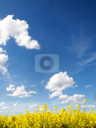 To use this stock image in your creative project, please select the size you need over to the right and click the "Add to Cart" button.
Your downloaded image will come with the Cutcaster watermark removed so don’t worry about the watermark you see on this page. Rapeseed field stock photo, Rapeseed field at spring under blue sky and clouds by Laurent Dambies