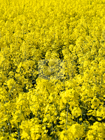 To use this stock image in your creative project, please select the size you need over to the right and click the "Add to Cart" button.
Your downloaded image will come with the Cutcaster watermark removed so don’t worry about the watermark you see on this page. Blooming rapeseed field stock photo, Rapeseed field closeup by Laurent Dambies