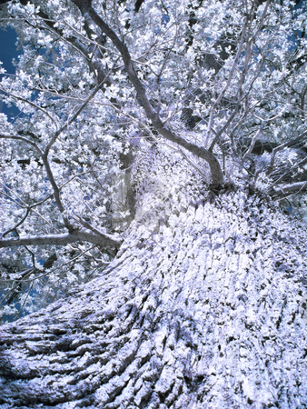 To use this stock image in your creative project, please select the size you need over to the right and click the "Add to Cart" button.
Your downloaded image will come with the Cutcaster watermark removed so don’t worry about the watermark you see on this page. Infrared tree stock photo, Ground view of a tree in infrared with some sky by Laurent Dambies