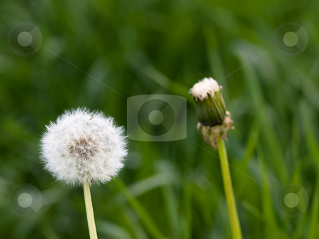To use this stock image in your creative project, please select the size you need over to the right and click the "Add to Cart" button.
Your downloaded image will come with the Cutcaster watermark removed so don’t worry about the watermark you see on this page. Two dandellions stock photo, Two dandellions at spring with green background by Laurent Dambies
