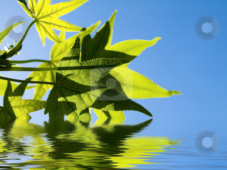 To use this stock image in your creative project, please select the size you need over to the right and click the "Add to Cart" button.
Your downloaded image will come with the Cutcaster watermark removed so don’t worry about the watermark you see on this page. Green leaves stock photo, Liquidambar green leaves at spring with water reflection by Laurent Dambies
