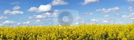 To use this stock image in your creative project, please select the size you need over to the right and click the "Add to Cart" button.
Your downloaded image will come with the Cutcaster watermark removed so don’t worry about the watermark you see on this page. Rapeseed field panoramic landscape stock photo, Panoramic landscape of a rapeseed field under blue sky by Laurent Dambies
