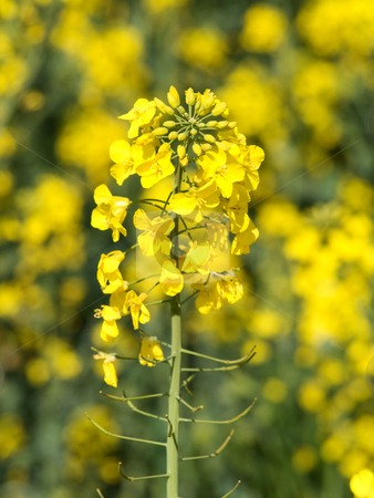 To use this stock image in your creative project, please select the size you need over to the right and click the "Add to Cart" button.
Your downloaded image will come with the Cutcaster watermark removed so don’t worry about the watermark you see on this page. Blooming rapeseed stock photo, Rapeseed close up at spring by Laurent Dambies