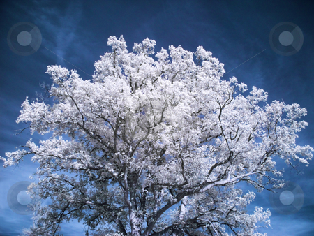 To use this stock image in your creative project, please select the size you need over to the right and click the "Add to Cart" button.
Your downloaded image will come with the Cutcaster watermark removed so don’t worry about the watermark you see on this page. Beautiful white tree stock photo, Infrared picture of a tree under cloudy blue sky by Laurent Dambies