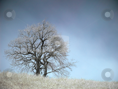 To use this stock image in your creative project, please select the size you need over to the right and click the "Add to Cart" button.
Your downloaded image will come with the Cutcaster watermark removed so don’t worry about the watermark you see on this page. Infrared landscape stock photo, Isolated tree at Spring in infrared by Laurent Dambies