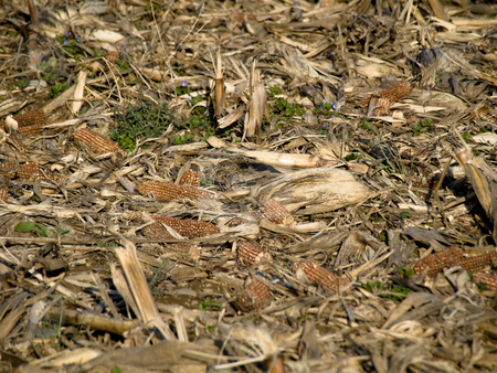 To use this stock image in your creative project, please select the size you need over to the right and click the "Add to Cart" button.
Your downloaded image will come with the Cutcaster watermark removed so don’t worry about the watermark you see on this page. Dry corn ears stock photo, Dry corn ears in a field at winter by Laurent Dambies