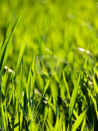 To use this stock image in your creative project, please select the size you need over to the right and click the "Add to Cart" button.
Your downloaded image will come with the Cutcaster watermark removed so don’t worry about the watermark you see on this page. Fresh young wheat stock photo, Close up of a fresh green young wheat field at spring by Laurent Dambies