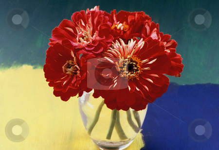 To use this stock image in your creative project, please select the size you need over to the right and click the "Add to Cart" button.
Your downloaded image will come with the Cutcaster watermark removed so don’t worry about the watermark you see on this page. Almost painted Cinnias stock photo, Big red Cinnias in a Glasbowl with three coloured background, 4510x3095, 300 Pixel, 39,9MB by Ute Wingenfeld