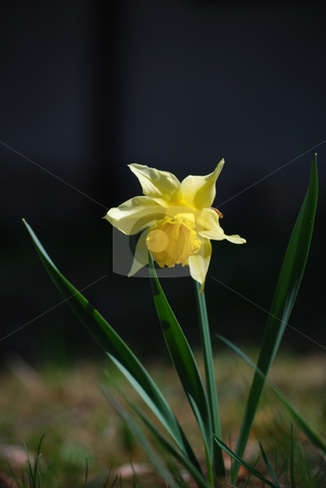 To use this stock image in your creative project, please select the size you need over to the right and click the "Add to Cart" button.
Your downloaded image will come with the Cutcaster watermark removed so don’t worry about the watermark you see on this page. Narcissus stock photo, A picture of a single narcissus by Sarka
