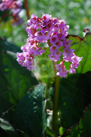 To use this stock image in your creative project, please select the size you need over to the right and click the "Add to Cart" button.
Your downloaded image will come with the Cutcaster watermark removed so don’t worry about the watermark you see on this page. Pink flower stock photo, Picture of a pink flower in the garden by Sarka