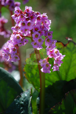 To use this stock image in your creative project, please select the size you need over to the right and click the "Add to Cart" button.
Your downloaded image will come with the Cutcaster watermark removed so don’t worry about the watermark you see on this page. Pink flower stock photo, Picture of a pink flower in the garden by Sarka