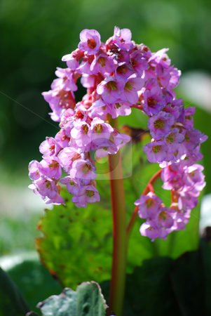 To use this stock image in your creative project, please select the size you need over to the right and click the "Add to Cart" button.
Your downloaded image will come with the Cutcaster watermark removed so don’t worry about the watermark you see on this page. Pink flower stock photo, Picture of a pink flower in the garden by Sarka
