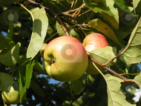 To use this stock image in your creative project, please select the size you need over to the right and click the "Add to Cart" button.
Your downloaded image will come with the Cutcaster watermark removed so don’t worry about the watermark you see on this page. Apple tree stock photo, Detail from a apple tree. Shot outdoor. by Birgit Reitz-Hofmann