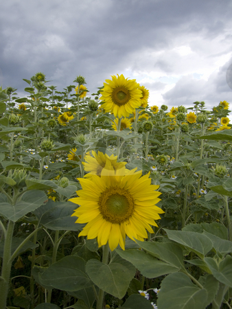 To use this stock image in your creative project, please select the size you need over to the right and click the "Add to Cart" button.
Your downloaded image will come with the Cutcaster watermark removed so don’t worry about the watermark you see on this page. Sunflower stock photo, Sunflower - grown on a field by Birgit Reitz-Hofmann