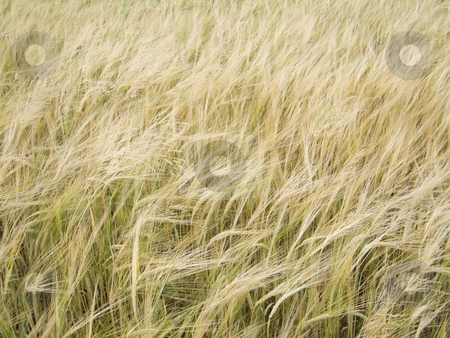 To use this stock image in your creative project, please select the size you need over to the right and click the "Add to Cart" button.
Your downloaded image will come with the Cutcaster watermark removed so don’t worry about the watermark you see on this page. Barleyfield stock photo, Close-up of a barley field - outdoor shot by Birgit Reitz-Hofmann