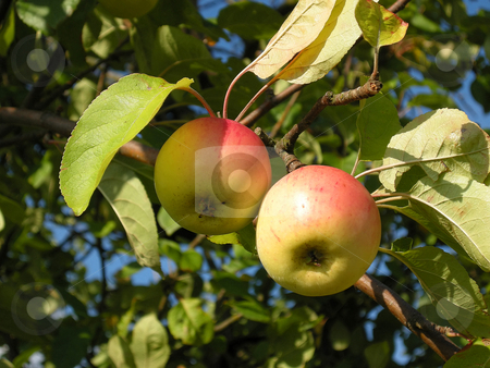 To use this stock image in your creative project, please select the size you need over to the right and click the "Add to Cart" button.
Your downloaded image will come with the Cutcaster watermark removed so don’t worry about the watermark you see on this page. Apples stock photo, Detail from a apple tree. Shot outdoor. by Birgit Reitz-Hofmann