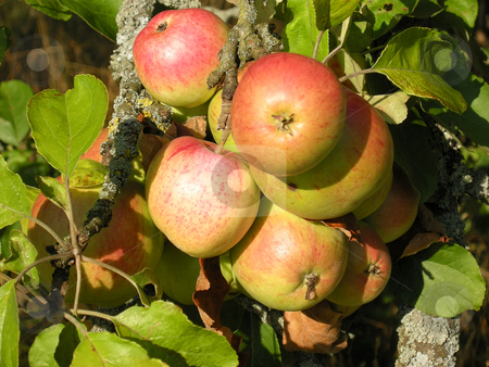 To use this stock image in your creative project, please select the size you need over to the right and click the "Add to Cart" button.
Your downloaded image will come with the Cutcaster watermark removed so don’t worry about the watermark you see on this page. Red apples stock photo, Detail from a apple tree. Shot outdoor. by Birgit Reitz-Hofmann